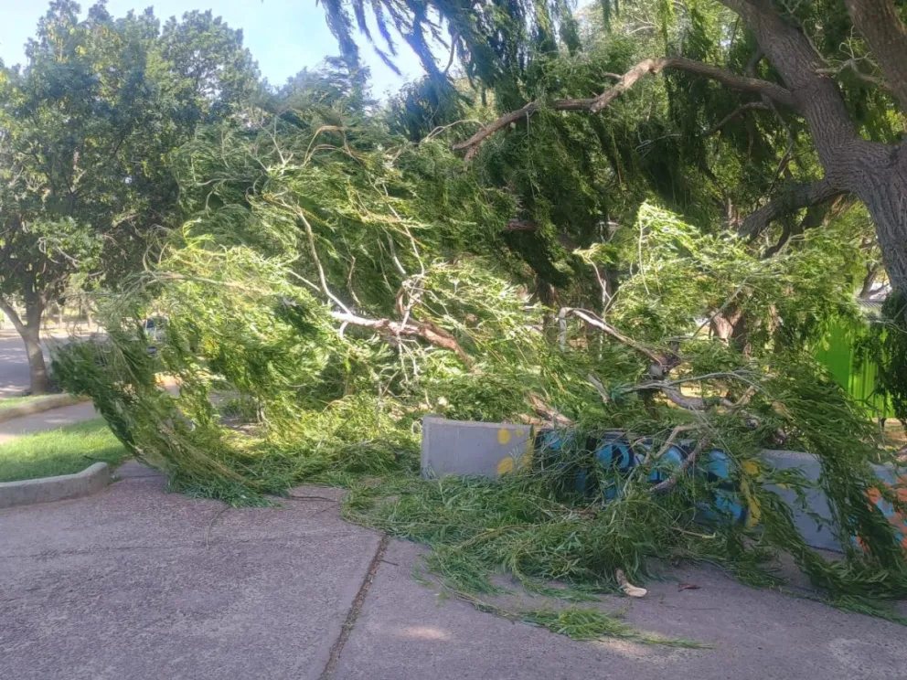 Áboles caídos y la lancha no puede salir a hacer su recorrido por el viento (Fotos: Venesa Schwemmler)