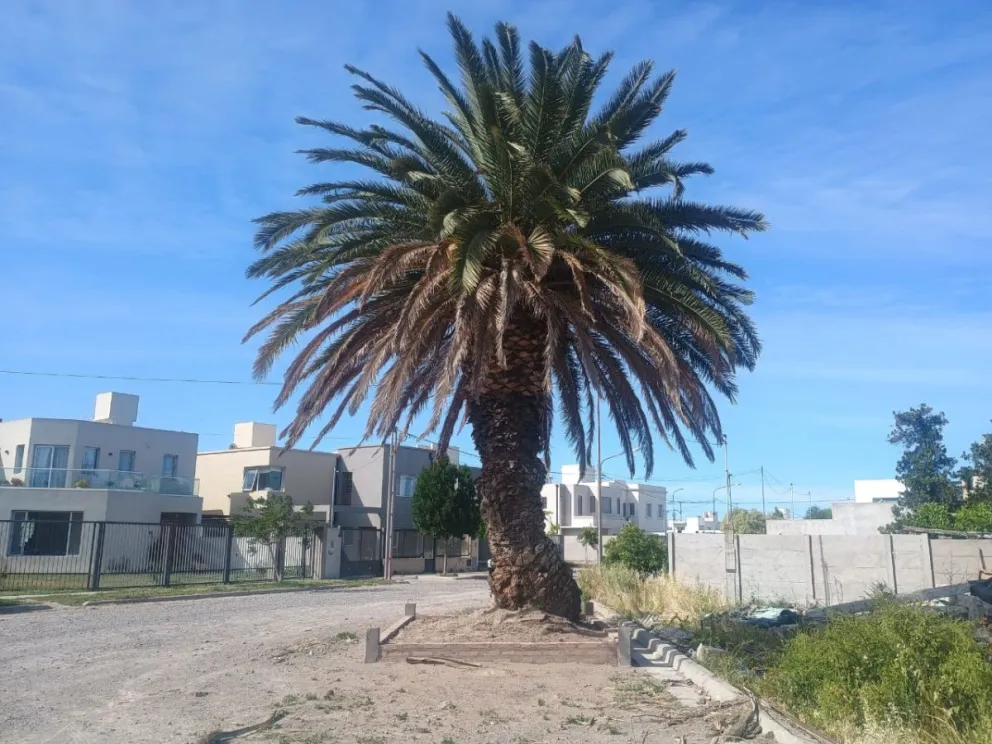 La palmera está en Costanera Norte y calle Mercedes Sosa (Foto: Vanesa Schwemmler)