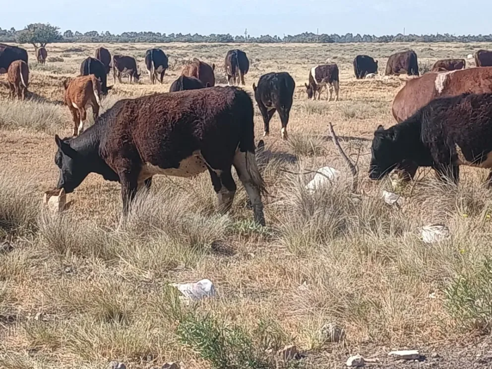 Las vacas en la zona del Girsu se alimentan de cartones y papel (Fotos: Vanesa Schwemmler)