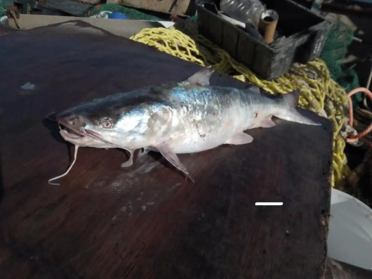 Apareció un bagre marino en la profundidad de la costa de Río Negro ...