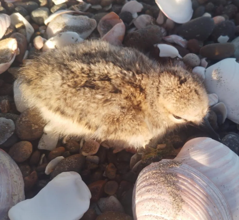 La especie ostrero pardo tiene la técnica de mimetizarse con las piedras de las playas. Fotos gentileza. 