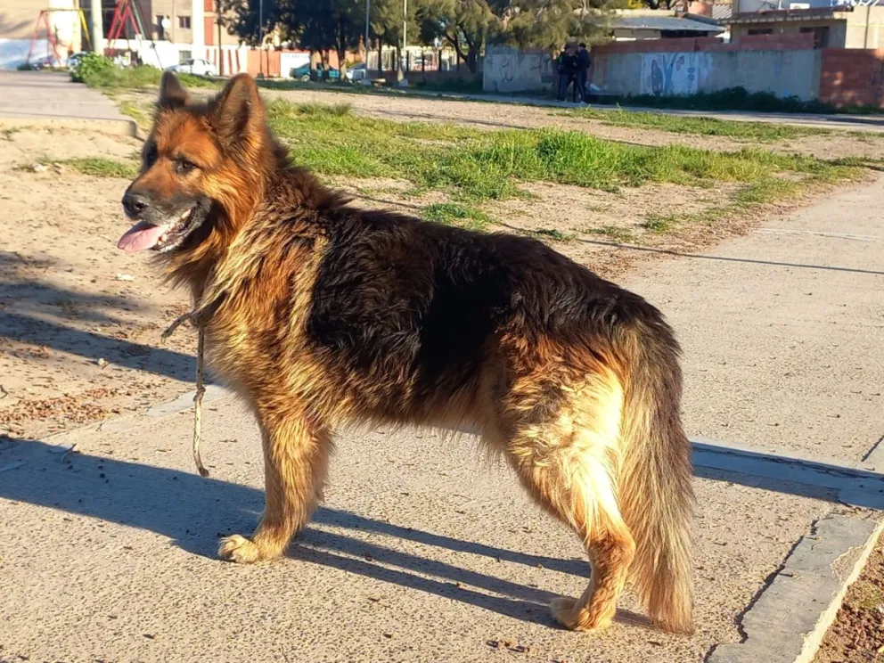 El perro se escapó del barrio IPPV y no volvió a su hogar