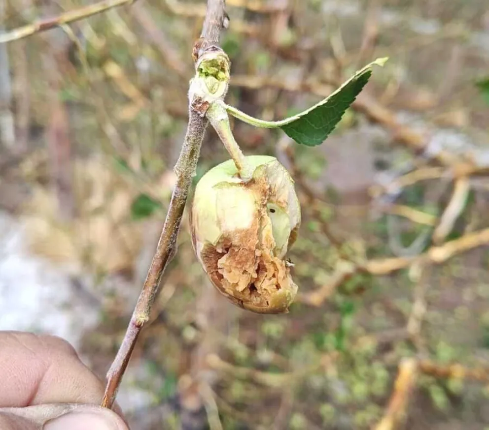 Un temporal afectó al Alto Valle este domingo. 