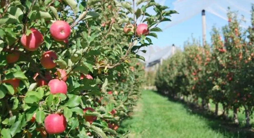 La producción frutícola afectada por granizos y fuertes precipitaciones. 