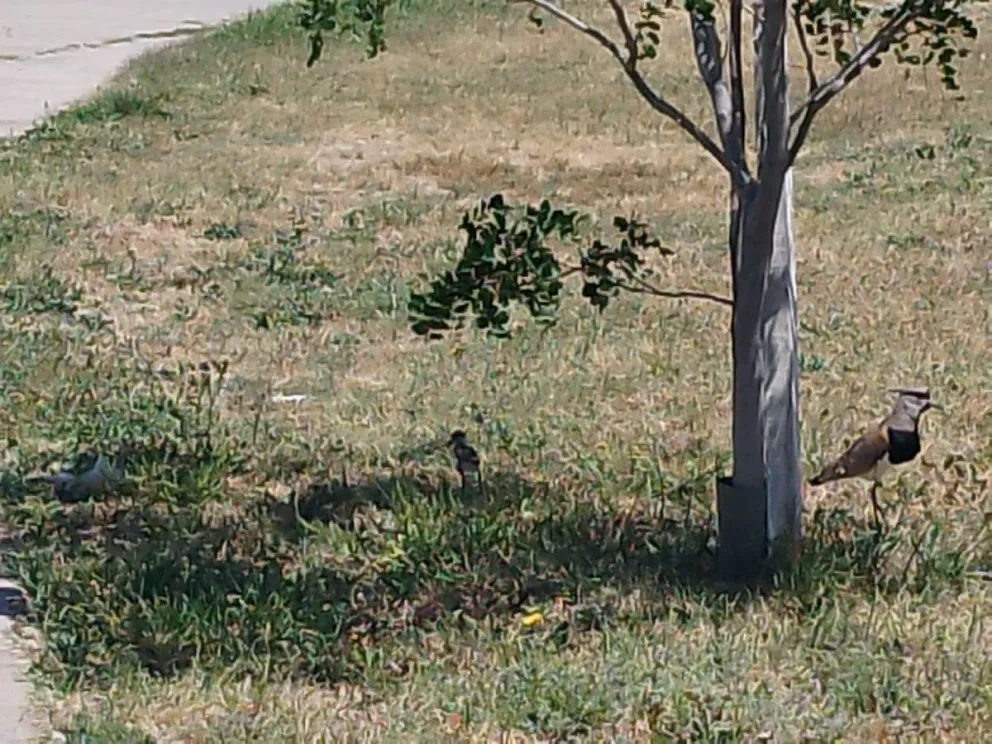 Las aves se instalaron en el bulevar junto con sus crías. 