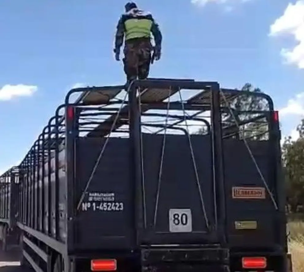 El personal policial requisó el acoplado del camión jaula. 