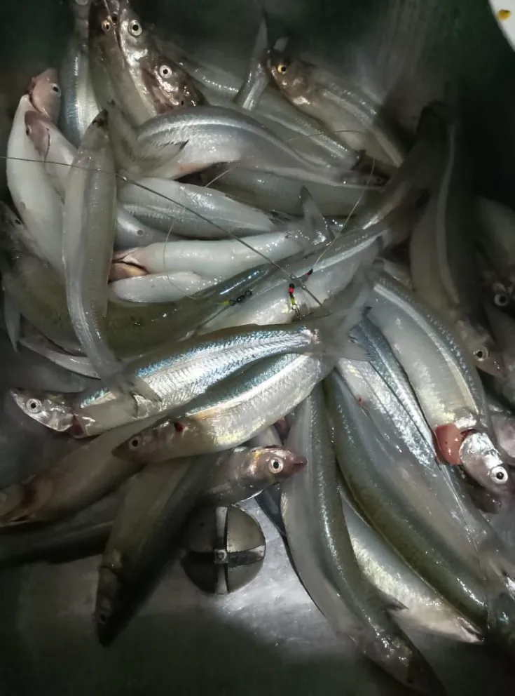 Fabián Contreras logró pescar alrededor de 100 piezas en una tarde 