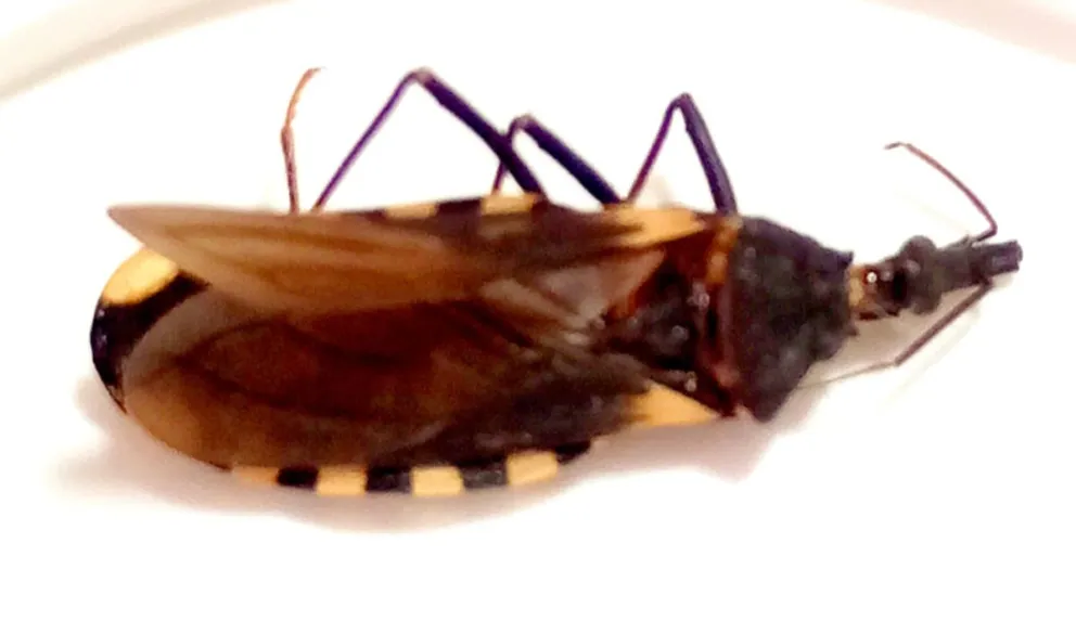 En zonas rurales, la presencia de distintos tipos de plagas es habitual. Foto: Municipalidad de Patagones. 