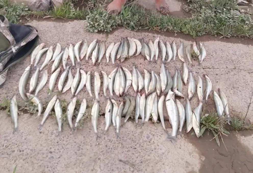 Controversia por la cantidad de pejerreyes que están sacando del río Negro