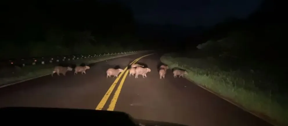 Una familia que circulaba por el lugar logró captar en imágenes a los animales -fotos gentileza-. 