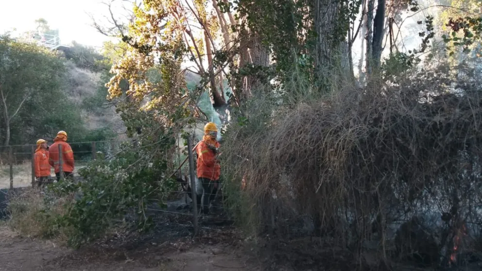 El personal de bomberos en plena actividad. 