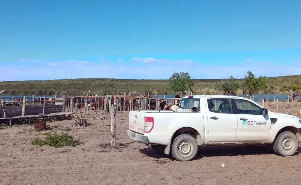 Rodeo custodiado por expertos. Foto Senasa.