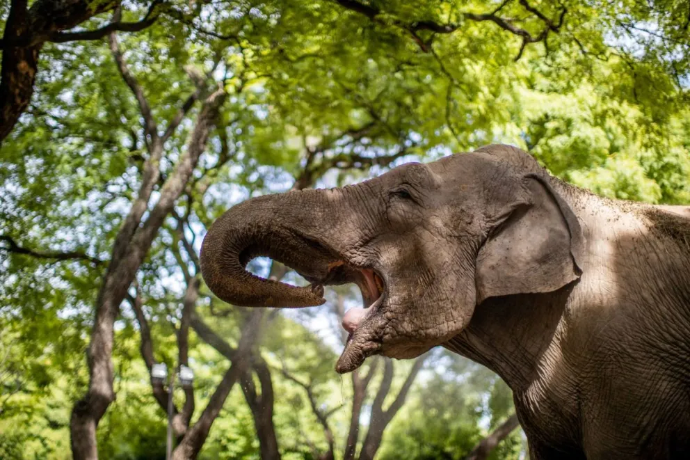 El traslado de Mara al Santuario de Mato Grosso fue en plena pandemia. 