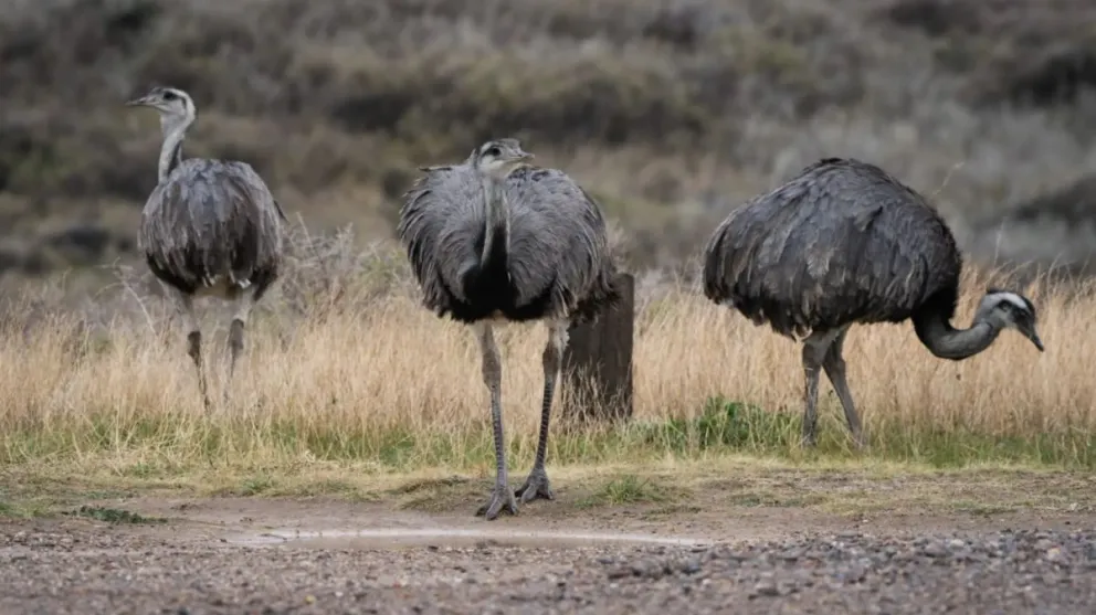 Reducir la velocidad y circular atentos puede evitar la muerte de un animales silvestres. Foto: Gobierno de Río Negro