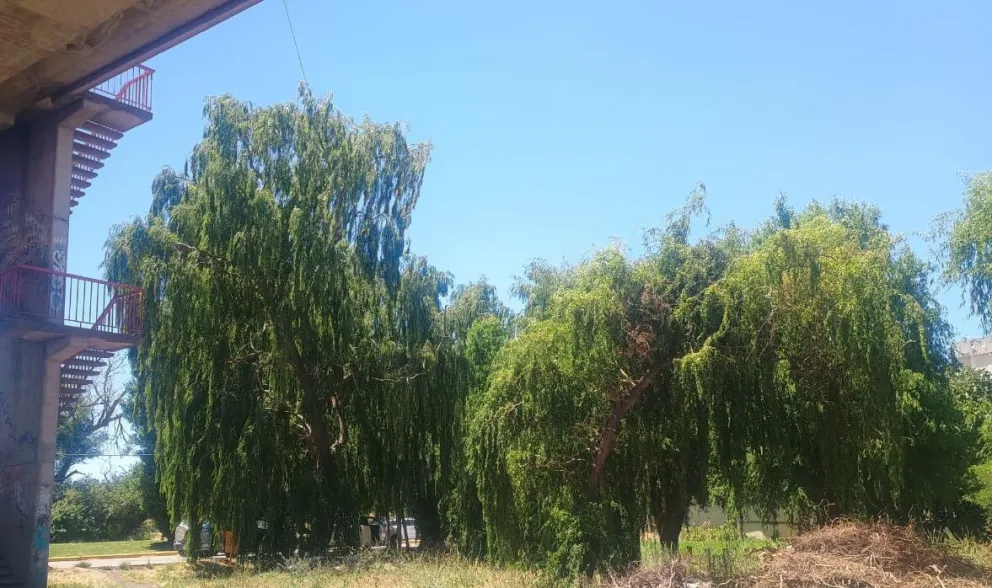 Algunos de los árboles afectados. Foto Vanesa Schwemmler para NoticiasNet.