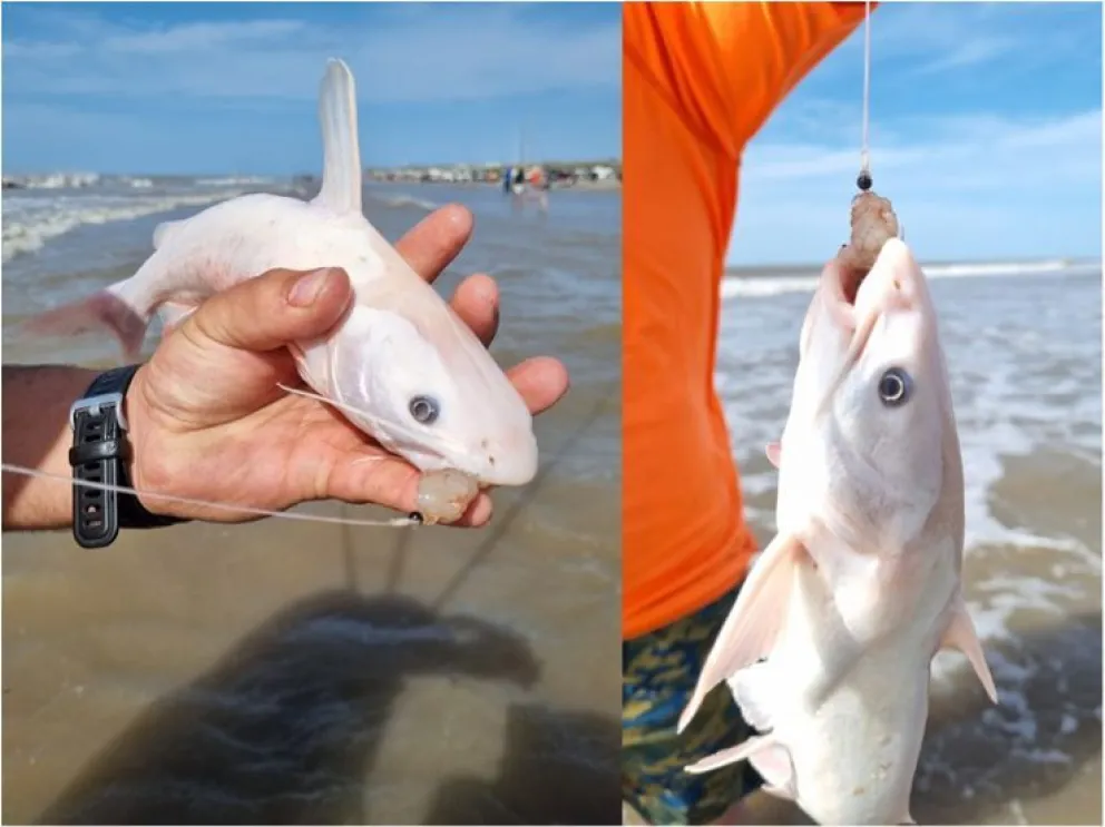 Primer registro de leucismo en genidens. Foto: Gentileza