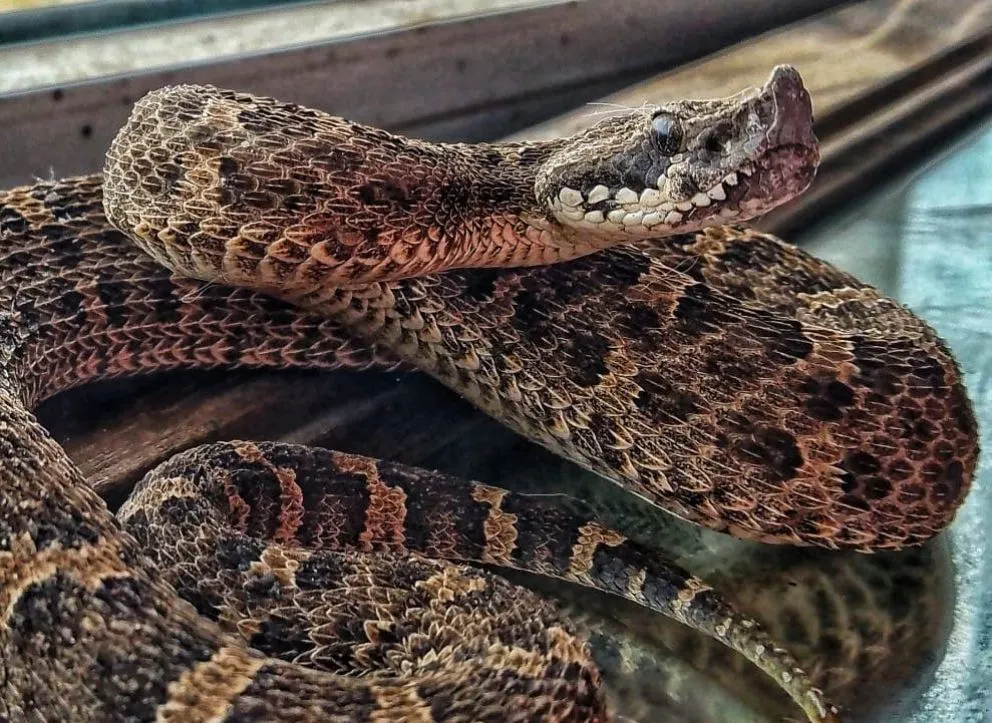 La víbora que apareció en La Lobería, la principal protagonista noticiosa de este 2025. 