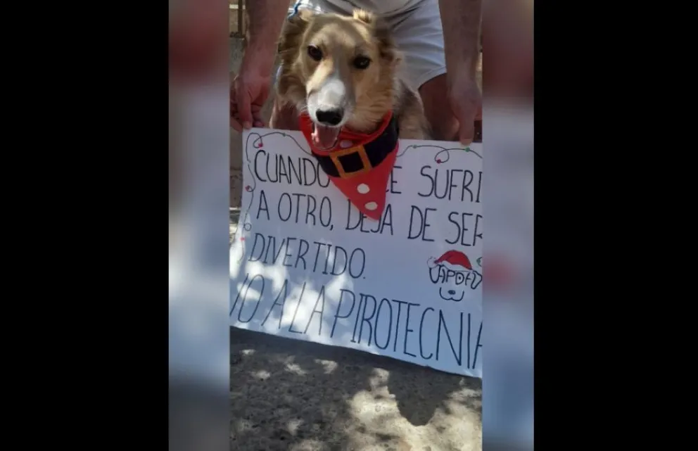 Animales perdidos, heridos y un fuerte impacto en personas vulnerables marcaron el inicio del año.