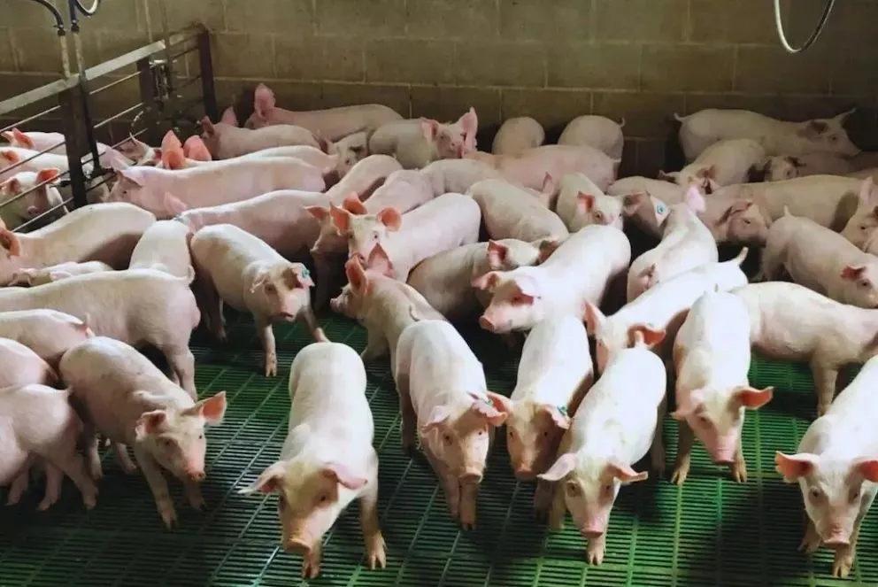 Investigación aplicada en materia porcina. 