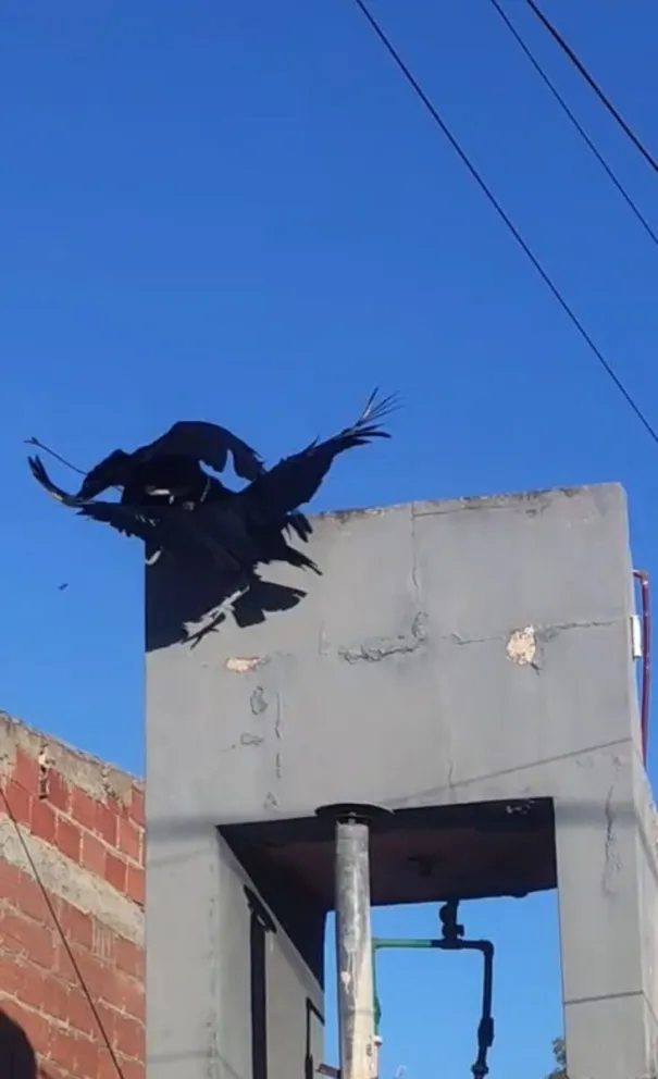 Una pareja de estas aves carroñeras fue registrada en el barrio IPPV y despertó la curiosidad de los vecinos. Fotos: Gentileza. 