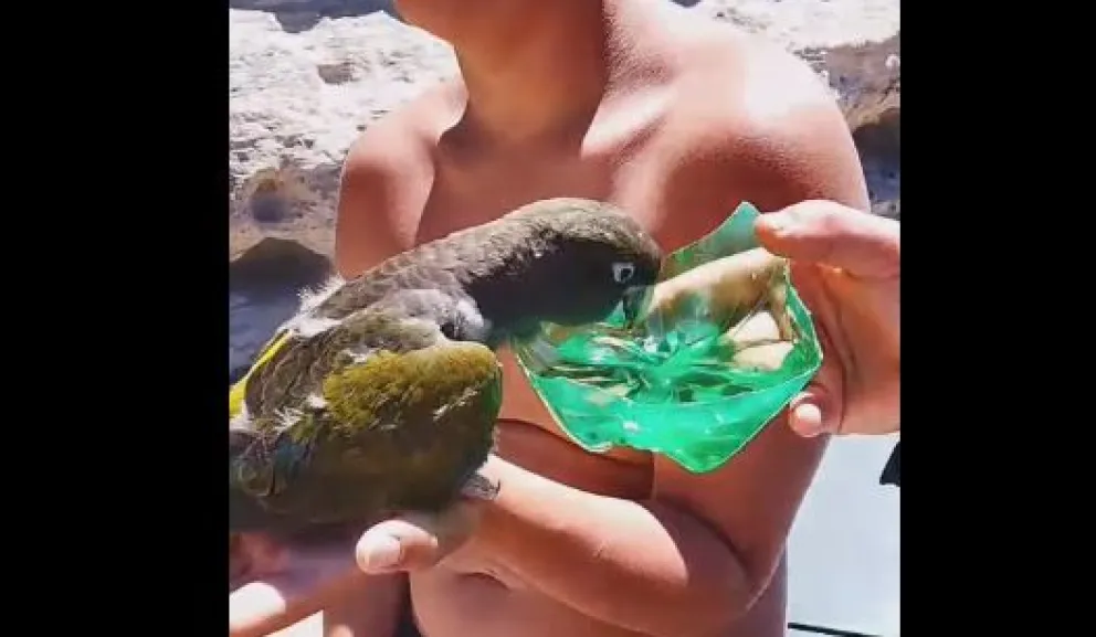 Un ejemplar de loro barranquero fue rescatado tras sufrir deshidratación. 