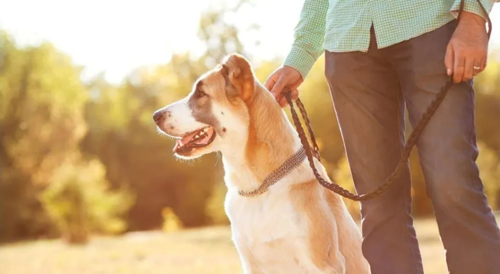 Piden evitar el abandono y cumplir con el calendario sanitario obligatorio.