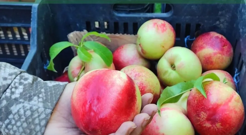 La producción de duraznos y pelones está de capa caída en Viedma. 
