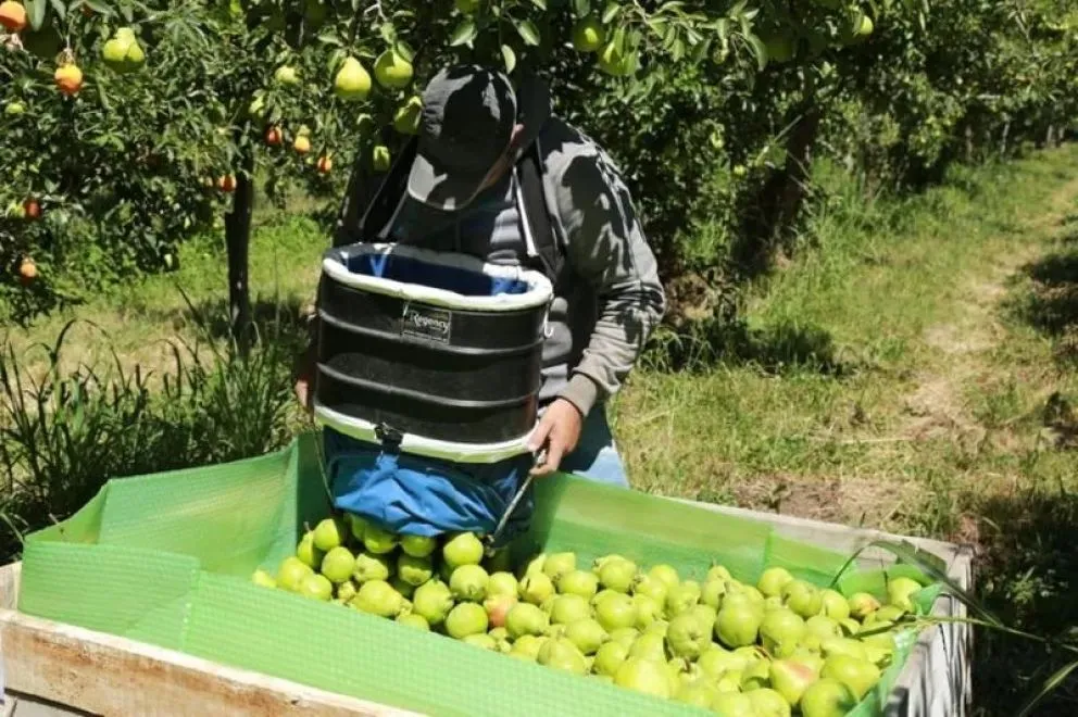La pera Williams, una de las producciones centrales del Alto Valle y el Valle Medio, ya alcanzó el estado de madurez adecuado para comenzar la cosecha. Foto: archivo.
