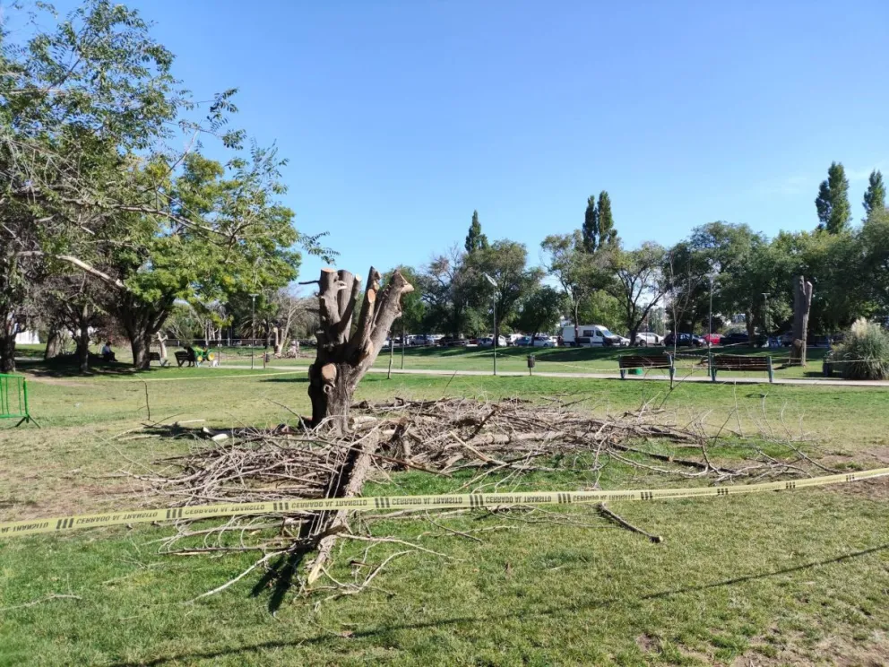 Nueve ejemplares fueron extraídos. Gentileza Andres Di Leo.