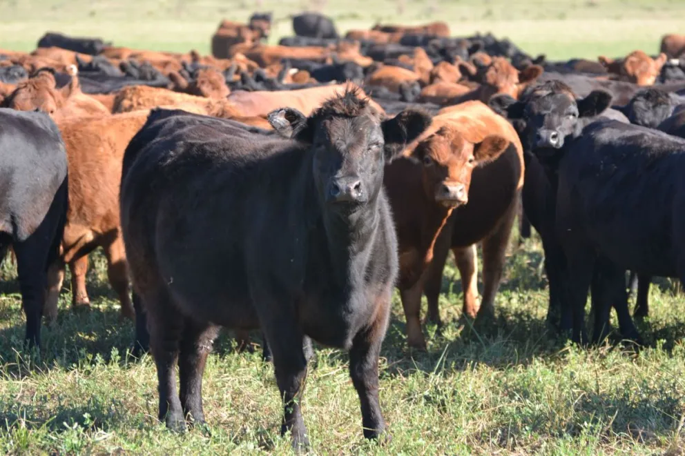 Números de la ganadería local. Foto agritotal. 