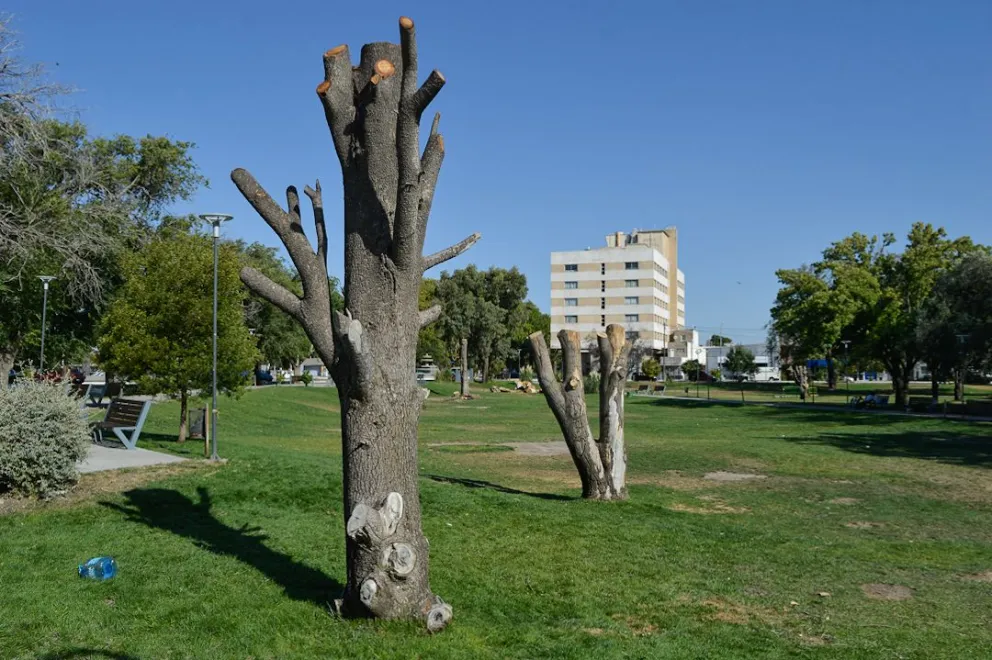 Además de trabajar en la ampliación de espacios verdes, se propone crear un registro de podadores, para que reciban capacitaciones. Foto: NoticiasNet (archivo)