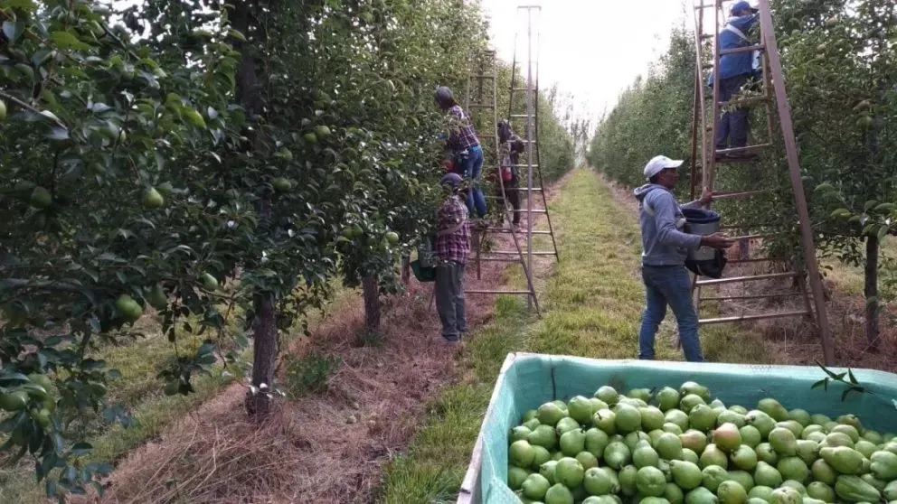 La madurez de la fruta no avanza de manera pareja este verano.