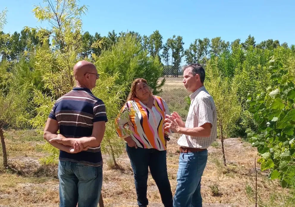 Los árboles aparecen como materia prima para microemprendimientos. Fotos gentileza.