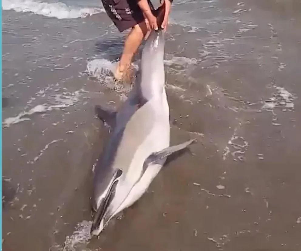 Uno de los delfines varados en el mar. 