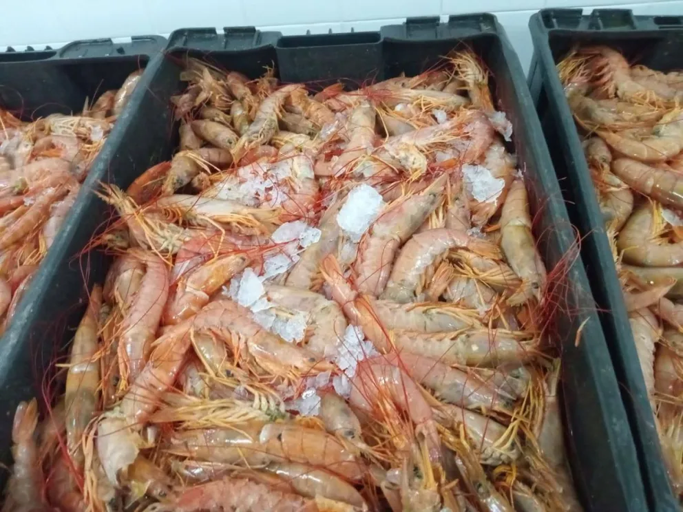 La actividad pesquera con los langostinos tiene salidas prácticamente diarias. 