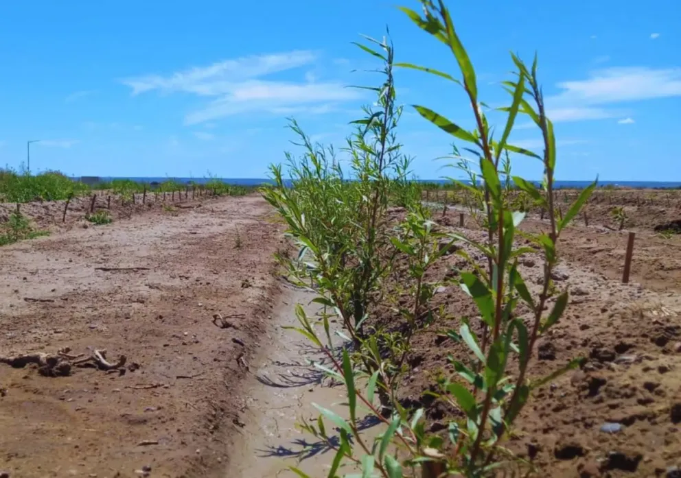 Sauces o álamos, buenos al momento de la cobertura. Foto INTA.