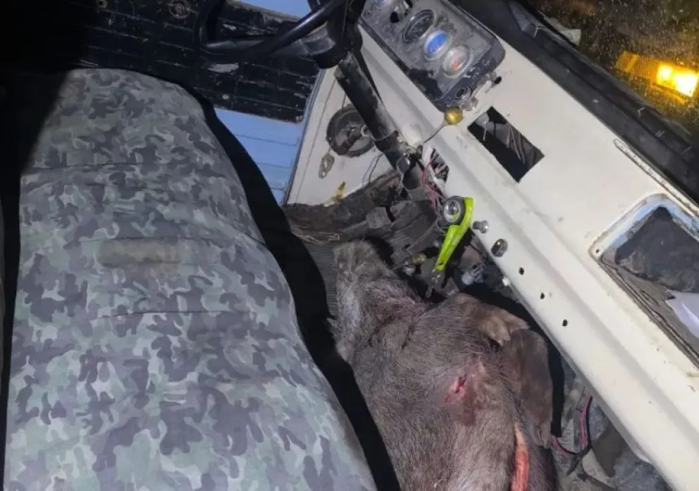 Descubrieron una inusual guarida. Foto gentileza 7 en punto.