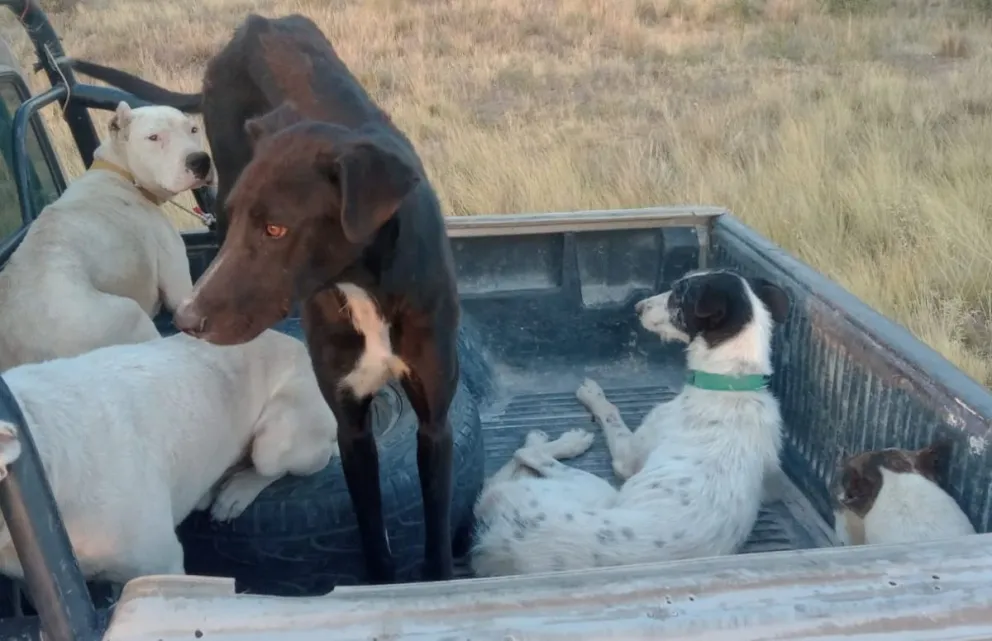 La jauría desatada de lo que encontraron los policías en uno de los procedimientos. Foto gentileza.