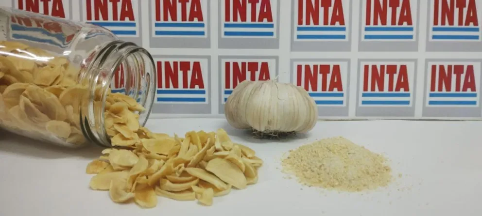 El ajo deshidratado abre un mundo de oportunidades en el valle inferior. 