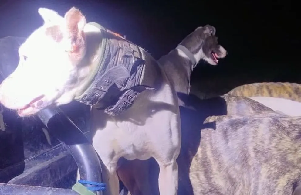 Ely asegura que el perro gris del fondo es su mascota