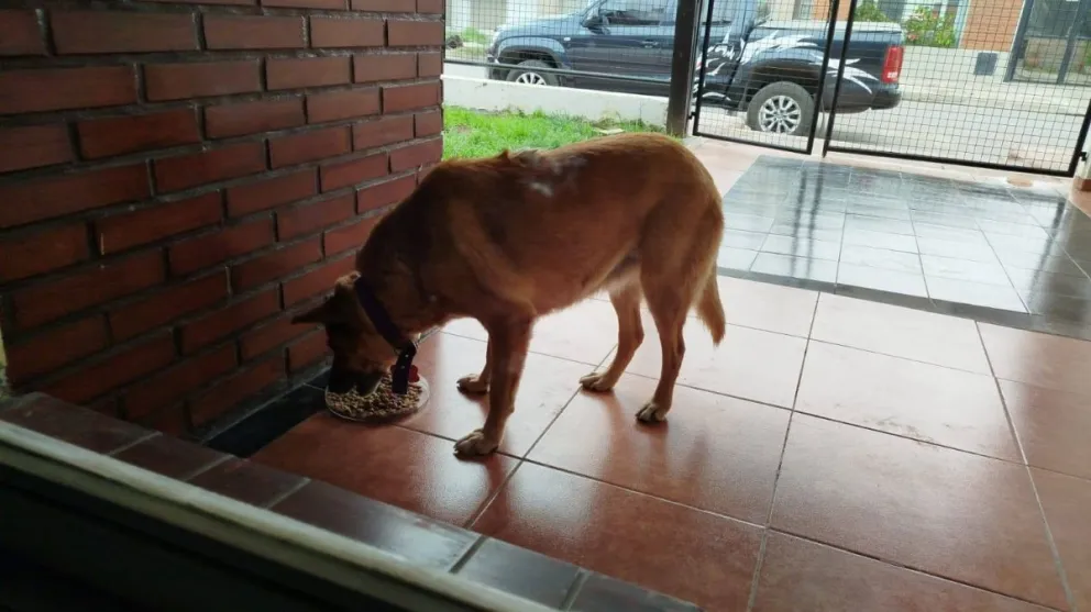 Las dos perras siempre andan juntas por el barrio Piedrabuena de Viedma. 