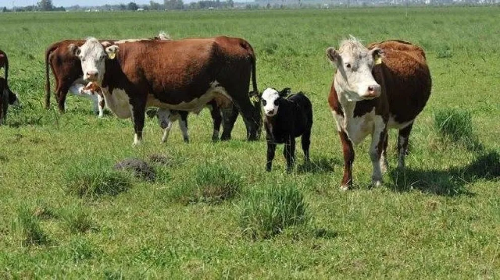 Hacienda en pie en Río Negro. 