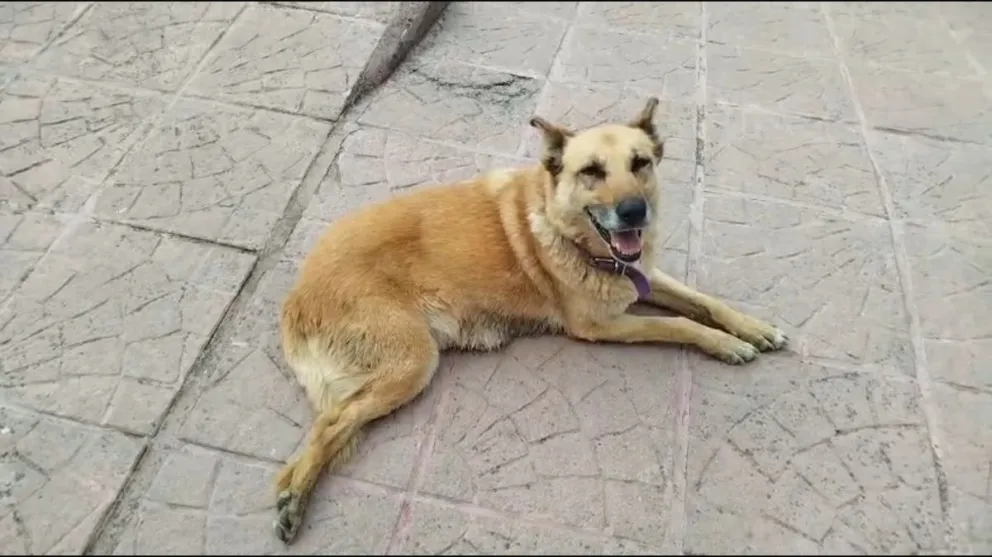 "La Rubia", una de las perras rescatadas que se había perdido. 