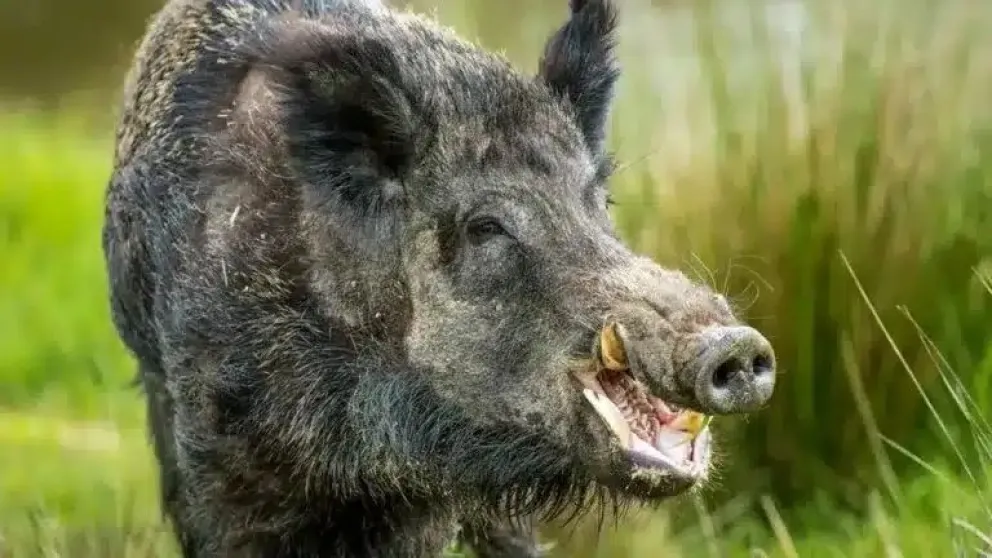 La temporada de caza está en su punto de inicio. 