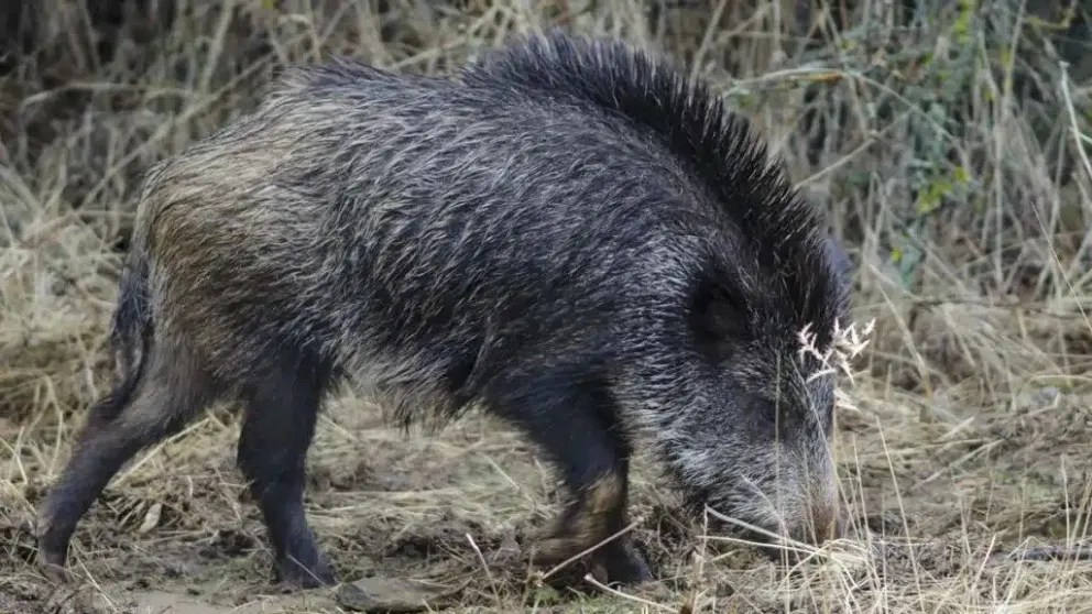 La visión de un especialista en torno a la caza de jabalíes en la región. 