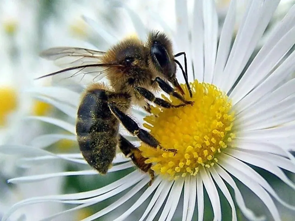 Los resultados preliminares mostraron una alta presencia de polinizadores, como abejas e insectos nativos, en los "parches". Foto: ANRoca. 
