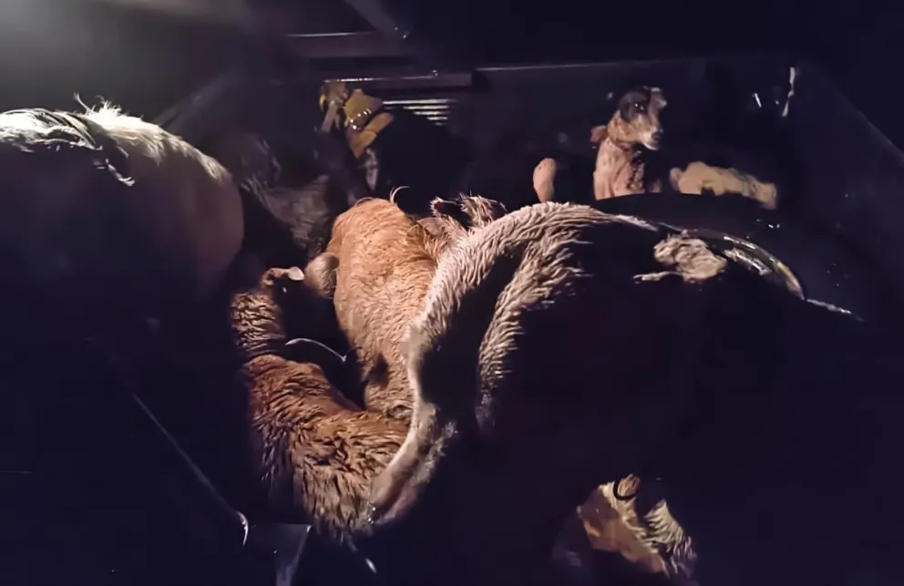 Uno que no escarmienta sobre cómo trata a la jauría. Foto gentileza.