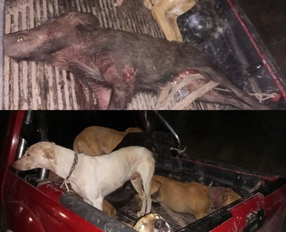 Desde el CPR Patagones enfatizaron la importancia de respetar la legislación provincial.