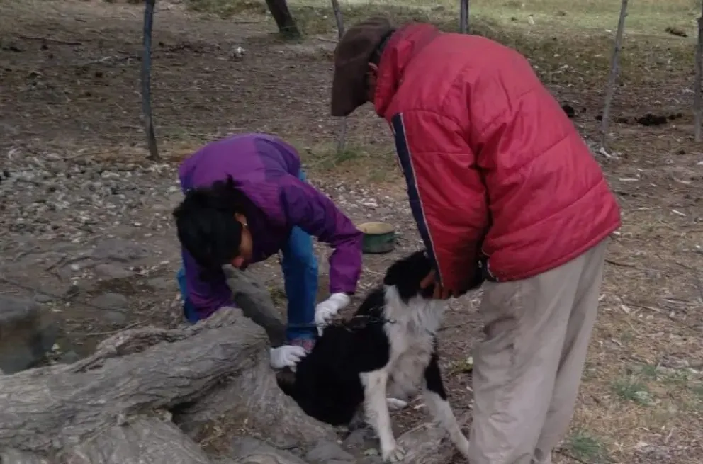 El cuidado responsable de los animales de compañía es fundamental para su bienestar. Crédito: Gobierno de Rio Negro