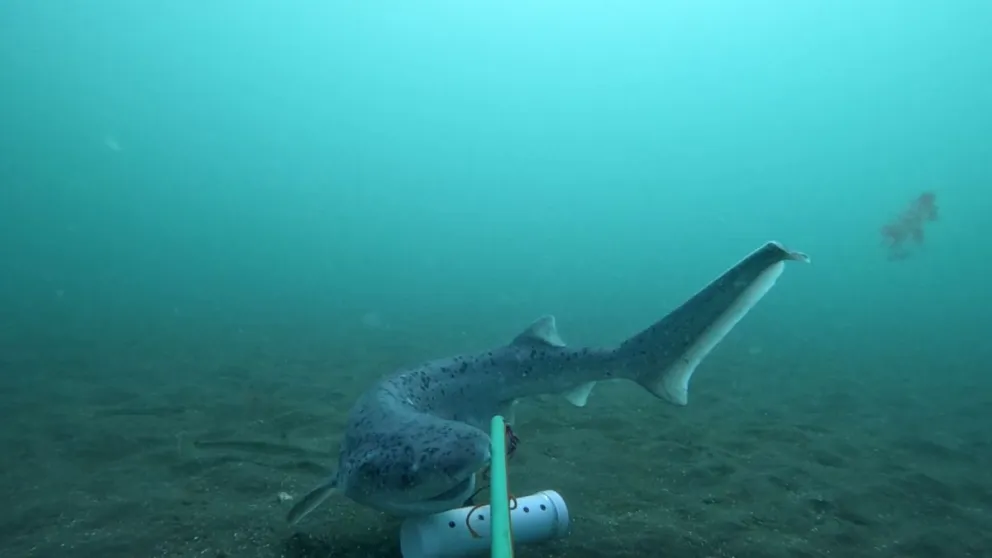 Imágenes desde las cámaras BRUVS. Fotos: Fundación por el Mar - Lautaro March 
